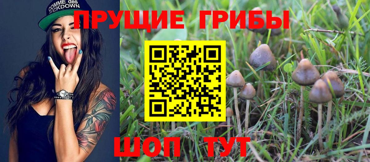 где найти   Псилоцибиновые грибы Cubensis  Тула  Вход с VPN  Галлюциногенные грибы GOLDEN TEACHER 